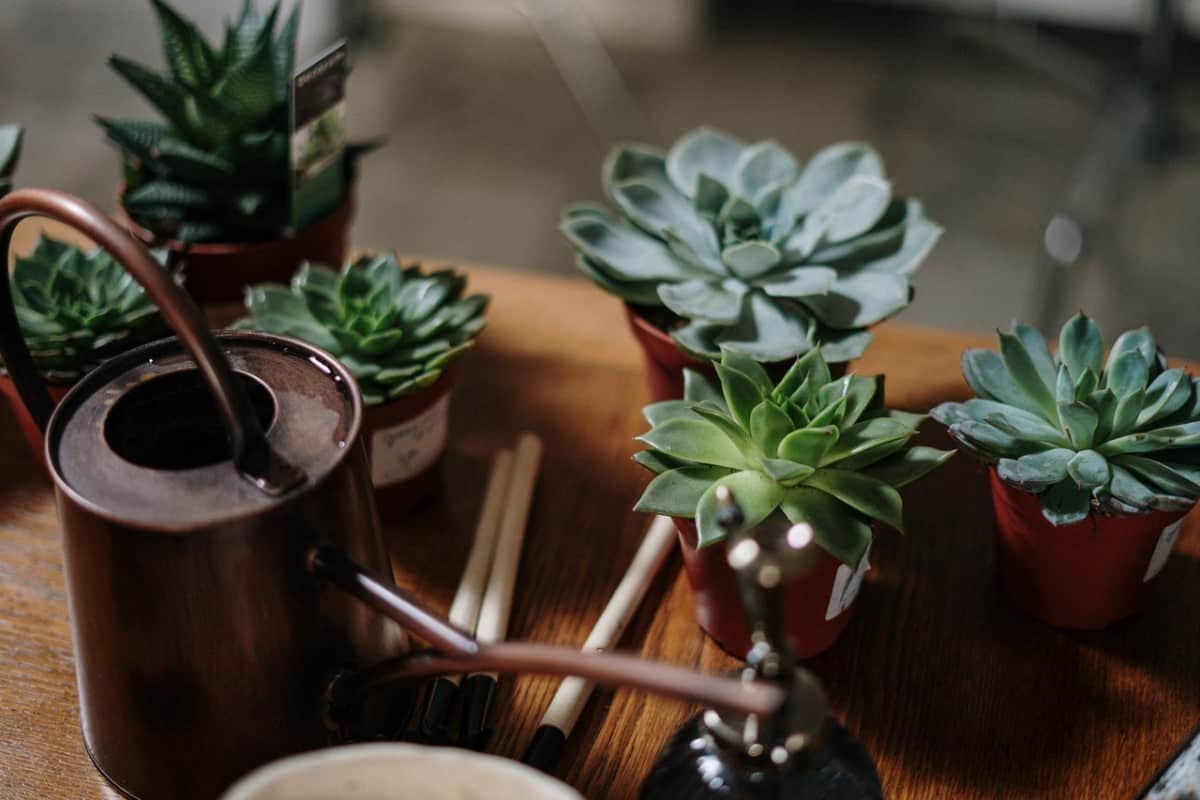 Watering Succulents