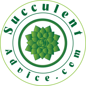 Succulent Advice Logo