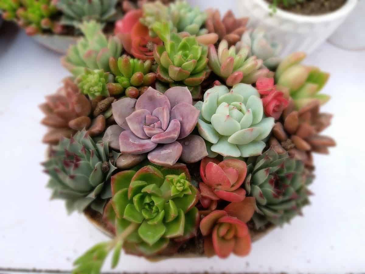 Succulent-Care