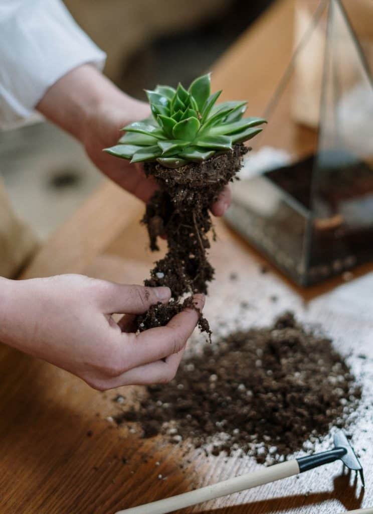 re-potting-succulent