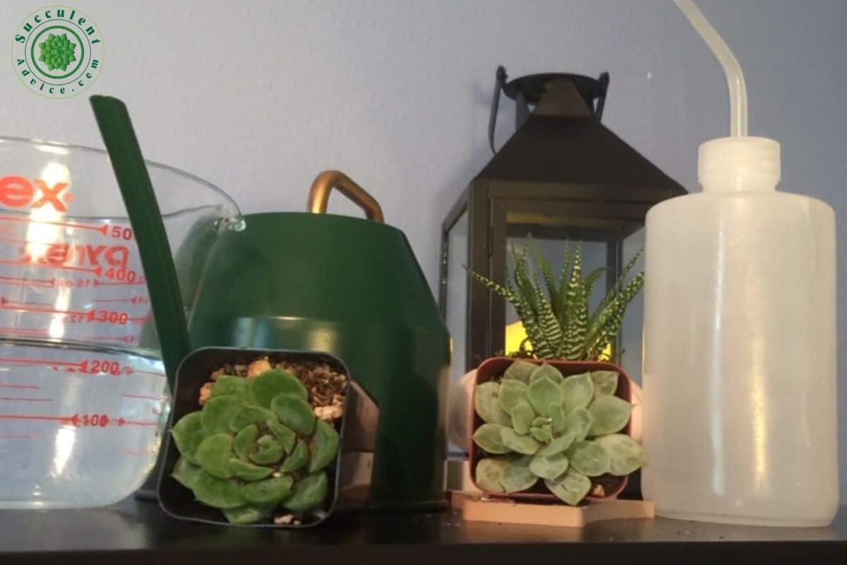 watering-succulents
