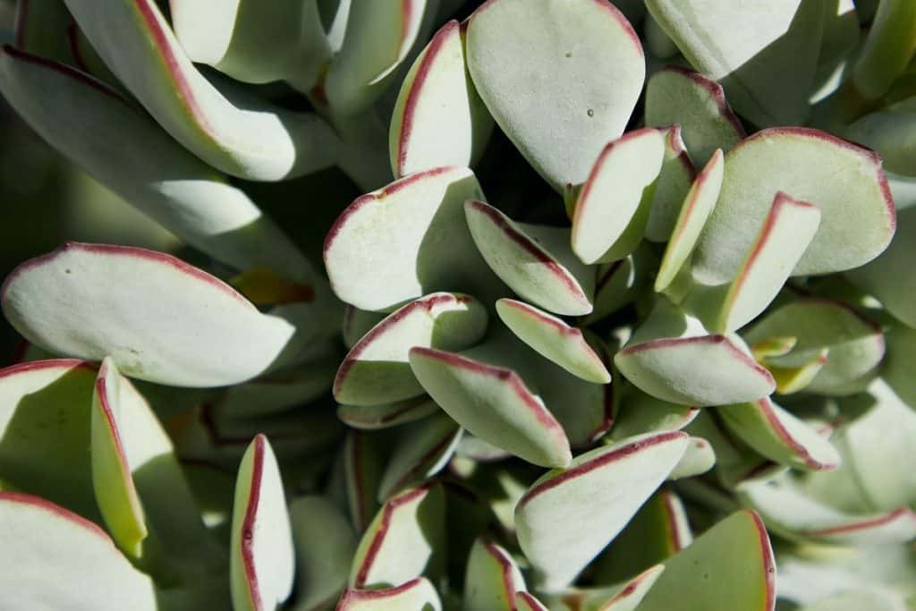 9 Best Full Sun Succulents Succulent Advice
