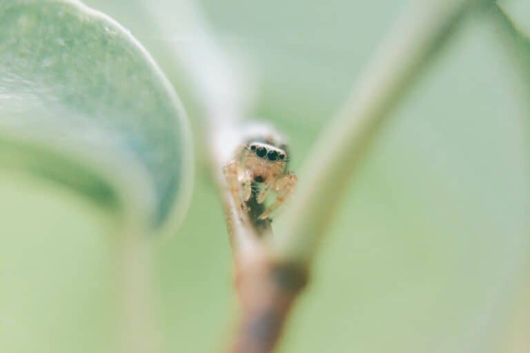 Do Succulents Attract Spiders? Succulent Advice