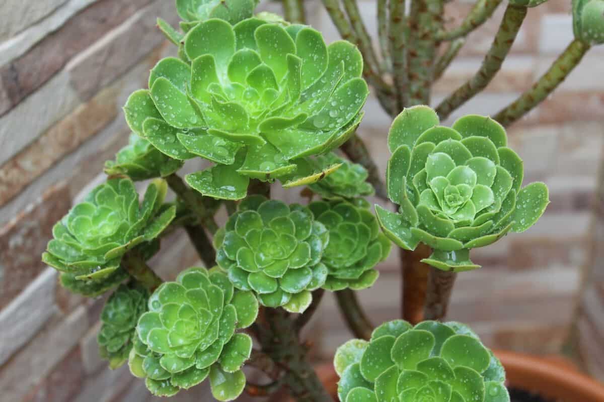 aeonium-succulent