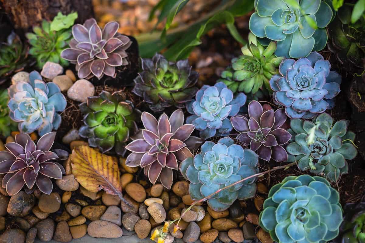 rock-garden-succulents