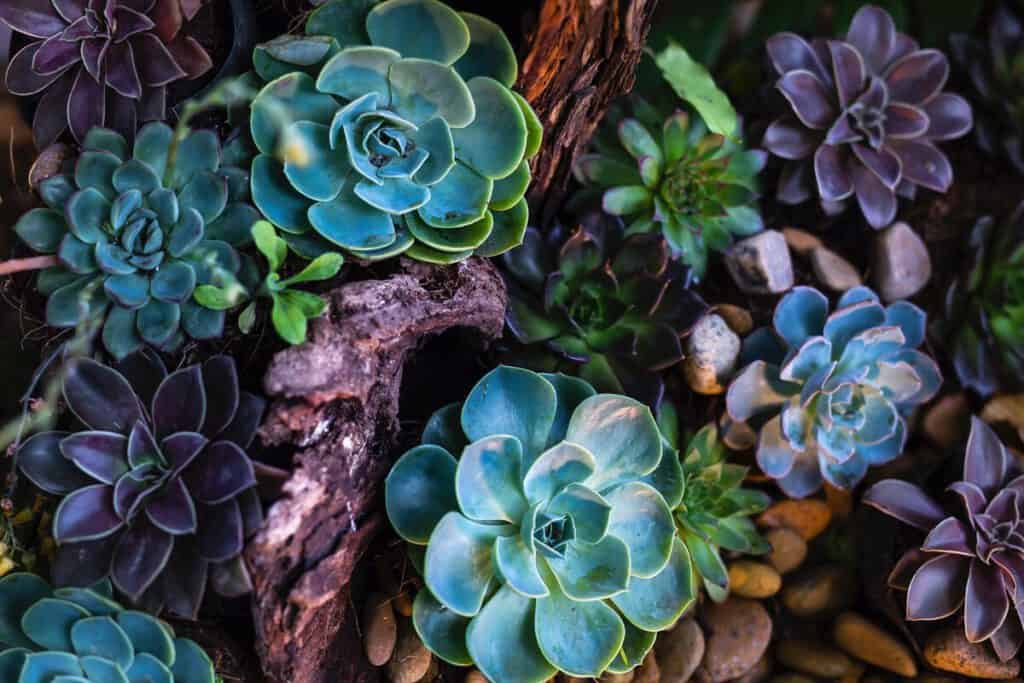 How to Color Succulents: The Definitive Guide – Succulent Advice