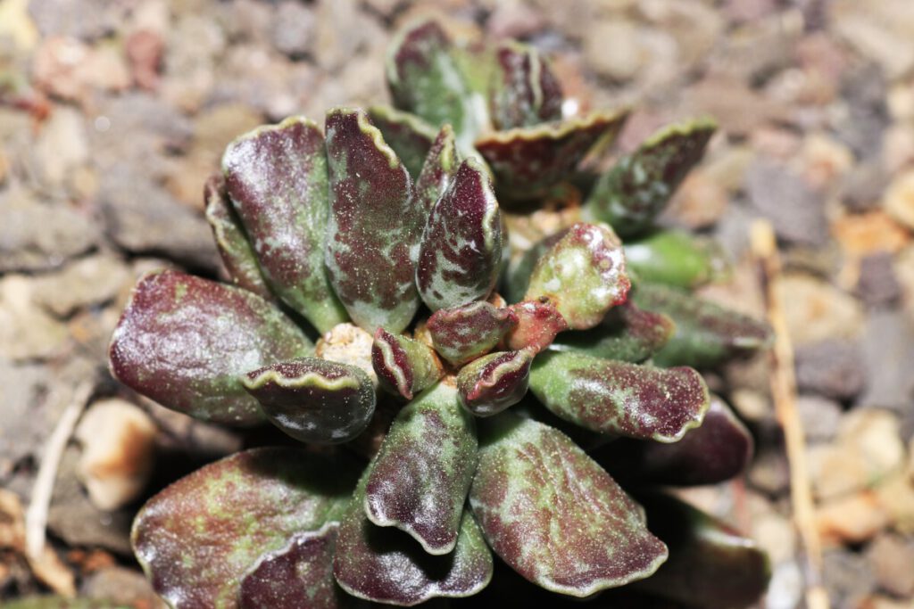 How to Heal Sunburned Succulents The Complete Guide Succulent Advice