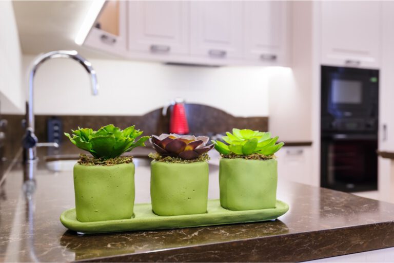 8 Best Succulents for Kitchens Succulent Advice
