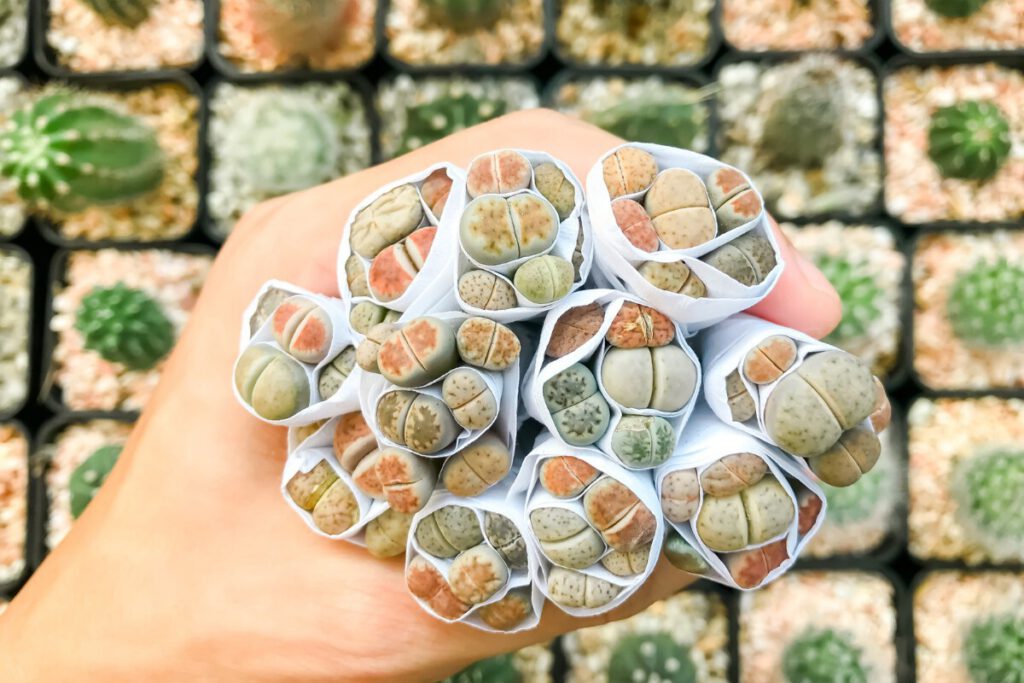 10 Types of Small Succulents Succulent Advice